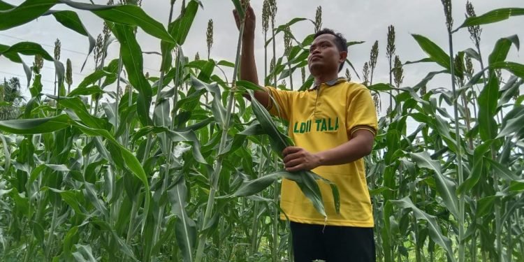 LDII Dorong Makanan Pokok Alternatif untuk Perkuat Ketahanan Pangan