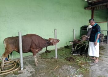 Masjid Baitul A’la Naungan LDII Jayapura Terima Sapi Kurban Dari Bupati