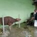 Masjid Baitul A’la Naungan LDII Jayapura Terima Sapi Kurban Dari Bupati